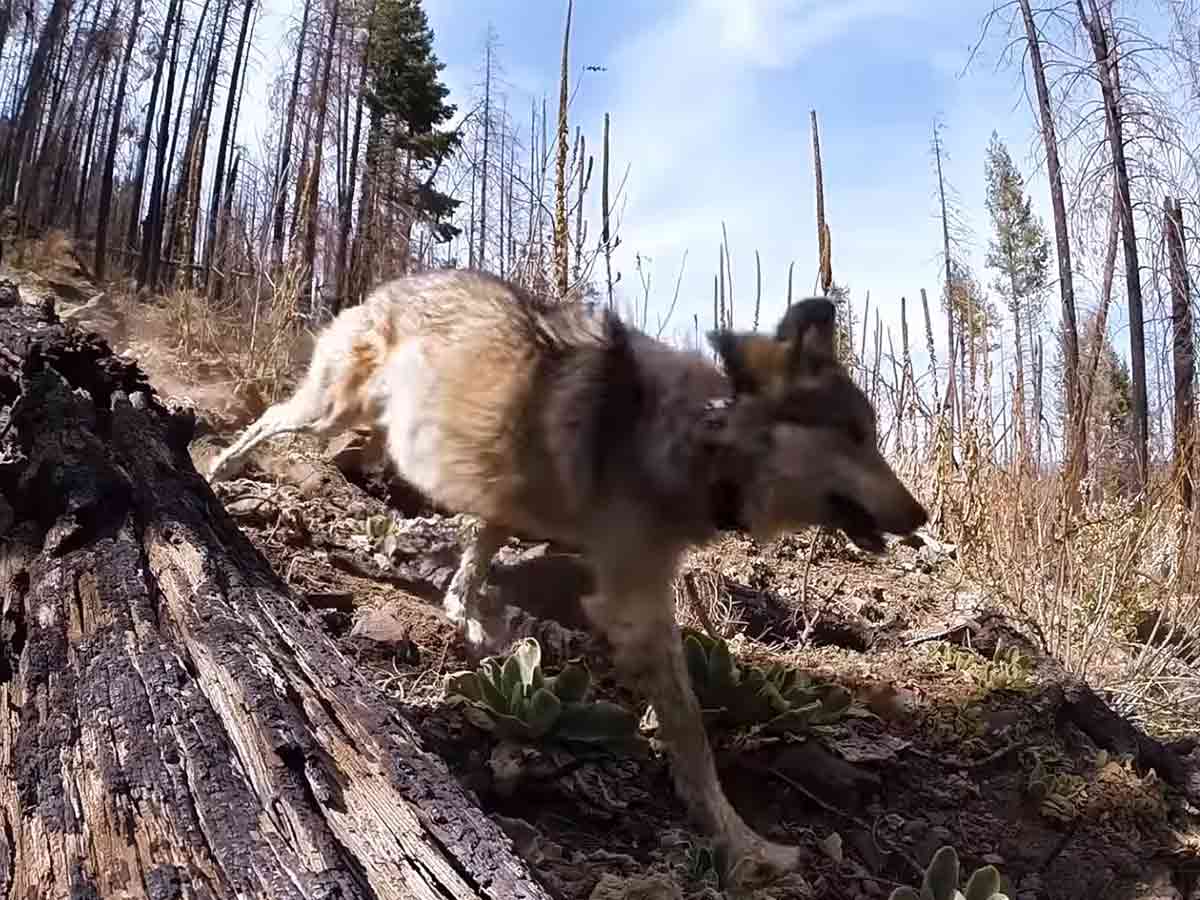 El lobo mexicano, la especie que volvió de la extinción – Pulso Político de  Oaxaca